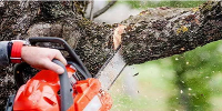 Wichita tree service