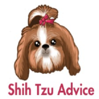 Shih Tzu advice