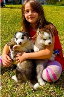 Siberian Huskies Puppies Golden Retrievers