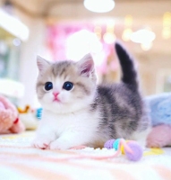 munchkin cat for sale