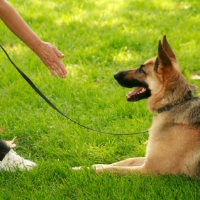 Sit Means Sit Dog Training