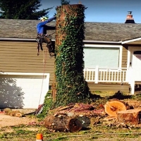 Pro Tree Service