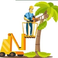 Tree Service San Jose