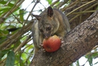 Possum Removal Melbourne