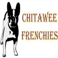 Chitawee French Bulldogs