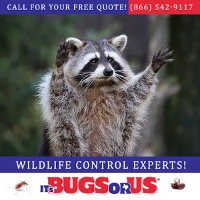 It’s Bugs Or Us Pest Control - Fort Worth