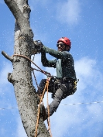 Cherry Hill Tree Service Pros