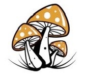 Buy Psilocybin mushrooms