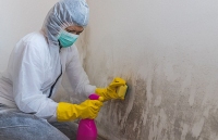 Mold Experts of Tucson