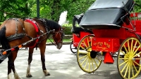 Central Park Carriages