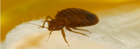 Bed Bugs Control Brisbane