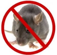 Rodent Control Melbourne