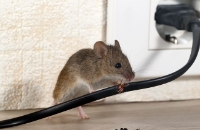 Pest Control Experts of Salt Lake City