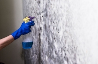 Mold Experts of Portland