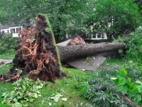 JM Atlanta Tree Service