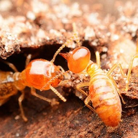 Best Termite Control Ipswich