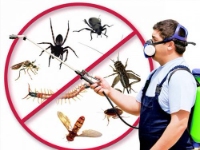 Pest Control Brisbane