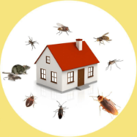 Pest Control Gold Coast