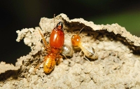 Termite Control Sunshine Coast