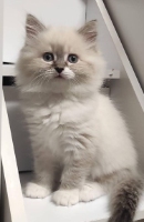 ragdoll kitten for sale