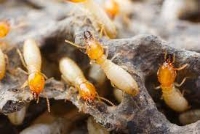 Termite Control Adelaide