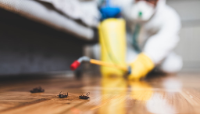 247 Pest Control Canberra