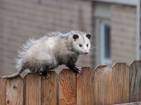 247 Possum Removal Canberra