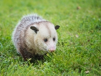 247 Possum Removal Hobart