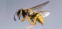 Bee Wasp Removal Melbourne