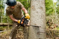 Toledo Tree Service