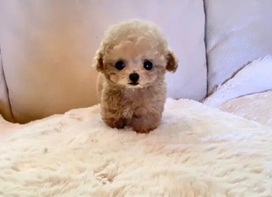 Micro teacup poodle puppies for sale