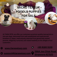 Teacup Poodle Puppies for Sale