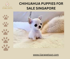 CHIHUAHUA PUPPIES FOR SALE SINGAPORE