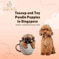 Teacup and Toy Poodle Puppies in Singapore