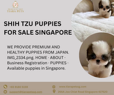 SHIH TZU PUPPIES FOR SALE IN DUBAI