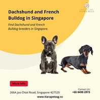 Dachshund and French Bulldog in Singapore