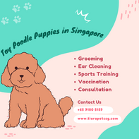 Toy Poodle Puppies in Singapore