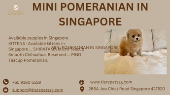 MINI POMERANIAN IN  SINGAPORE