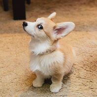 Corgi puppies for sale