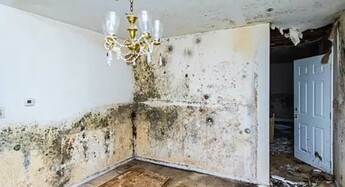 Professional Residential Mold Removal in Burlington