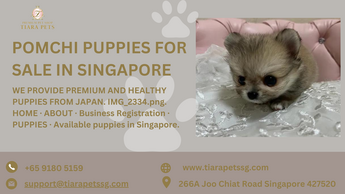 POMCHI PUPPIES FOR SALE IN SINGAPORE