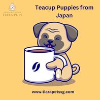 Delight in Exquisite Elegance: Discover Enchanting Teacup Puppies from Japan