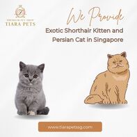 Exotic Shorthair Kitten and Persian Cat in Singapore