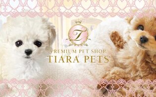 MALTIPOO PUPPIES FOR SALE SINGAPORE