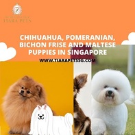 Chihuahua Pomeranian, Bichon  Frise and Maltese puppies in Singapore