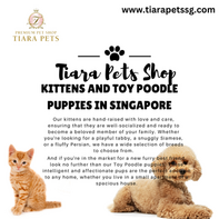 Kittens and Toy Poodle Puppies in Singapore