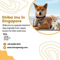 Shiba Inu, Small, Medium, Large Size in Singapore