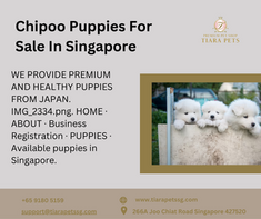 CHIPOO PUPPIES FOR SALE IN SINGAPORE