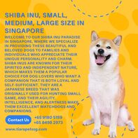 Shiba Inu, Small, Medium, Large Size in Singapore