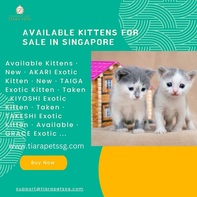 Available Kittens for Sale in Singapore